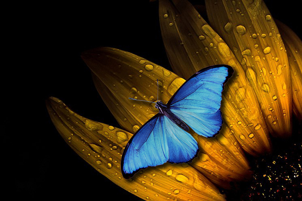 About Hofincons Irca global